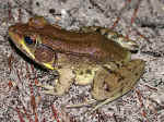 bronzefrog3.jpg (95314 bytes)