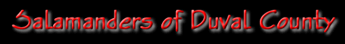 duvalsalamanders.gif (8978 bytes)