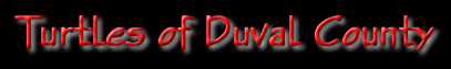 duvalturtles.gif (7532 bytes)
