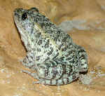 gopherfrog1.jpg (54851 bytes)