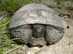 gophertortoise1.jpg (12789 bytes)