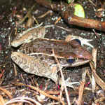 leopardfrog.jpg (45867 bytes)
