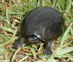 mudturtle1.jpg (29714 bytes)