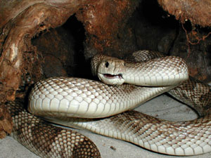 pine1.jpg (25814 bytes)