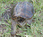 snappingturtle1.jpg (21814 bytes)