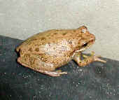 squirreltreefrog3.jpg (22679 bytes)