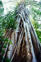 Scendendo, abbiamo diverse occasioni per ammirare i capolavori artistici di madre natura, che sul tronco di questo albero si e' sbizzarrita in forme davvero originali!
