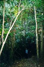 Mem ha gia' contato piu' di 400 gradini quando l'oscurita' del sottobosco ci segnala che il culmine del nostro percorso e' prossimo innanzi a noi. Per quanto pero' ci sforziamo di scrutare tra gli alberi, ancora non abbiamo intravisto nulla di particolarmente mastodontico quale sappiamo debba essere l'albero piu' grande della Thailandia.