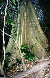 Nel sottobosco scatto una curiosa foto alla base di questo albero, del quale purtroppo non sono in grado di identificarne la specie.