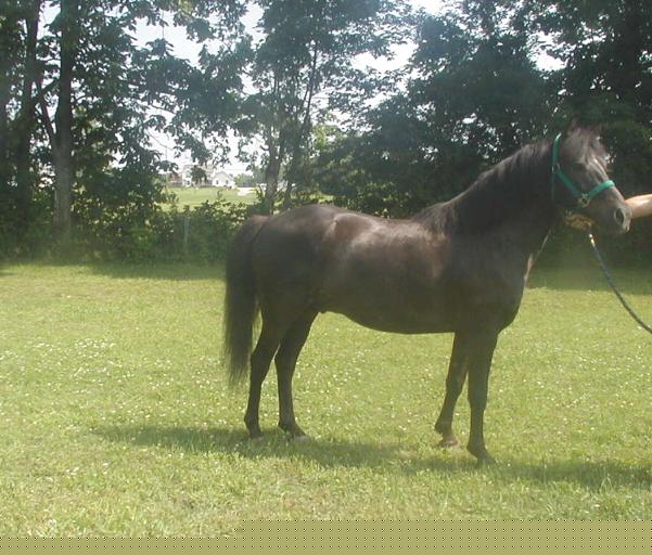willyiijune2002.jpg