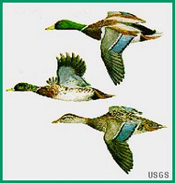 Mallard Ducks

