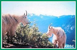 Mountain Goats
