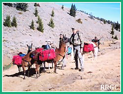 Llamas Packing Into
Elk Camp - Montana
