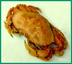 Dungeness Crab
