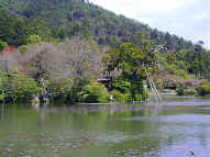ryoanji pond.JPG (109369 bytes)