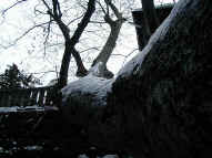 snowy tree.JPG (111975 bytes)