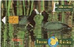 Crested Coot 03/98