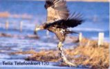 White-tailed Sea-Eagle