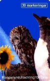 Tawny Owl / Gentoo Penguin