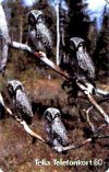 Hawk Owls