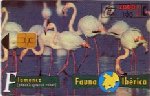 Flamingos 04/97