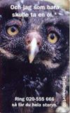 young Tengmalm's Owl